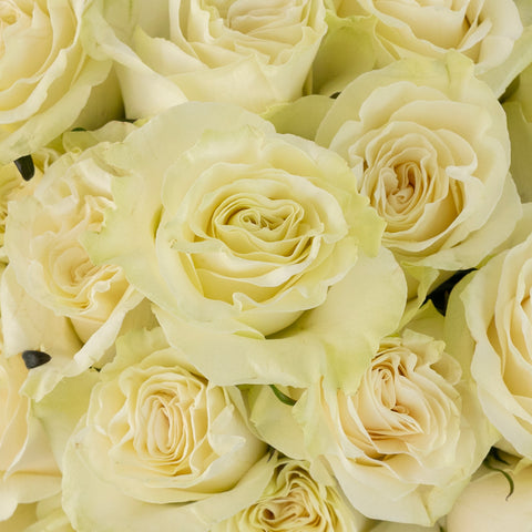 Mondial White Rose Close Up - Image