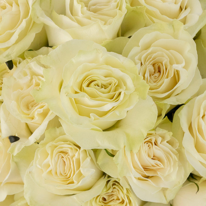 Mondial White Rose Close Up - Image