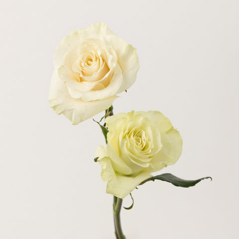 Mondial White Rose Stem - Image