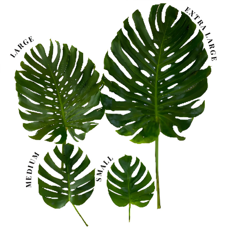 Large Monstera Leaves Tropical Greenery