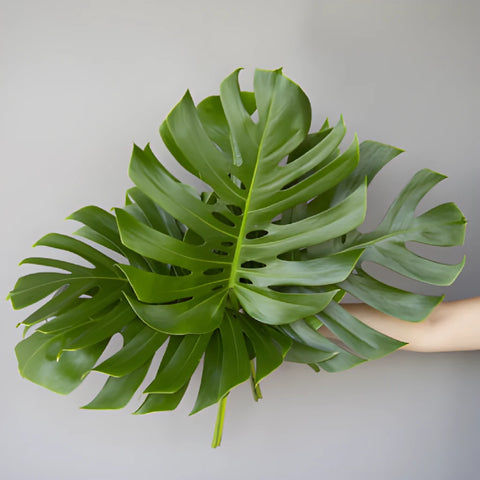 Medium Monstera Leaves Tropical Greenery