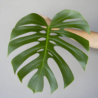 Medium Monstera Leaves Tropical Greenery
