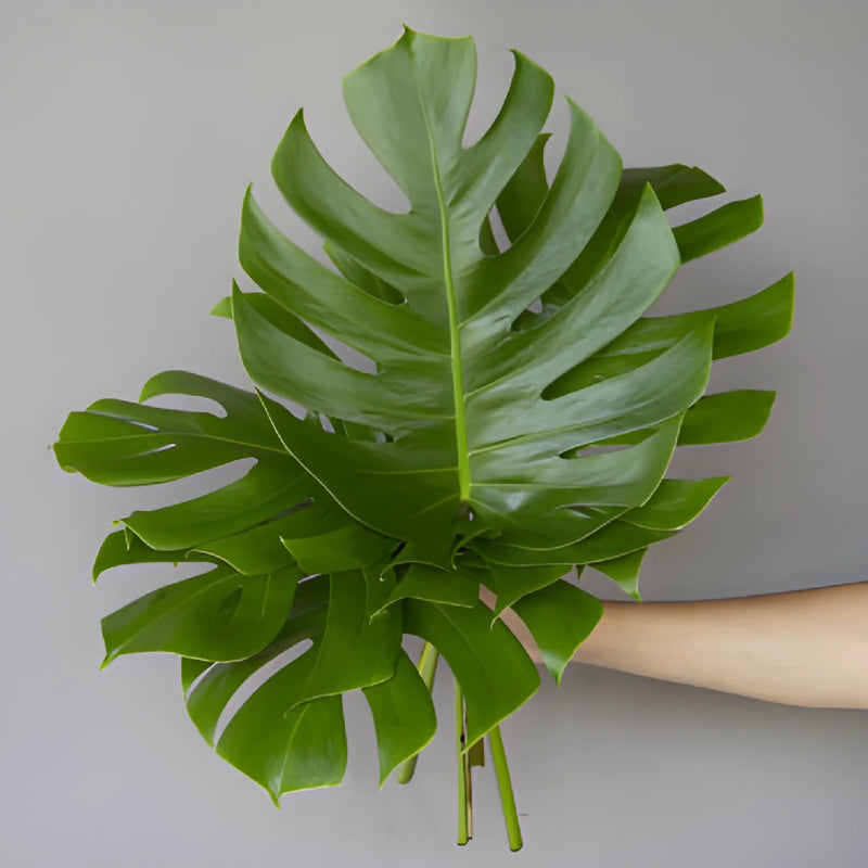 buy monstera near me Buy Wholesale Small Monstera Leaves Tropical Greenery in Bulk
