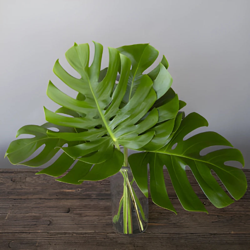 Small Monstera Leaves Tropical Greenery