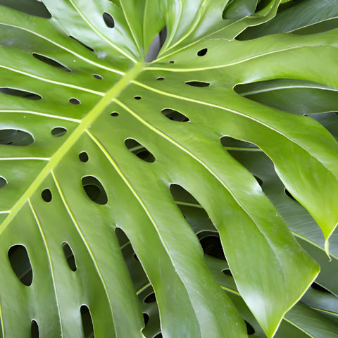 Extra Large Monstera Leaves Tropical Greenery