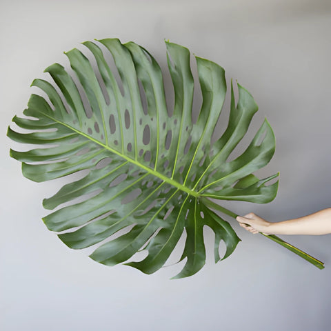 giant monstera plant Buy Wholesale Extra Large Monstera Leaves Tropical Greenery in Bulk