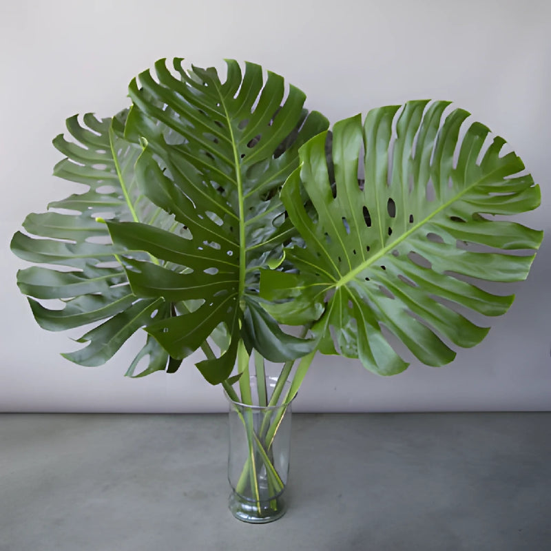 Extra Large Monstera Leaves Tropical Greenery