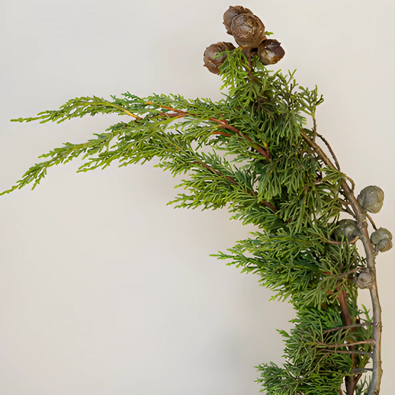 Wedding greenery monterey cypress winter filler flower sold near me