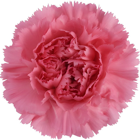Montezuma Pink Carnation Flower Bloom