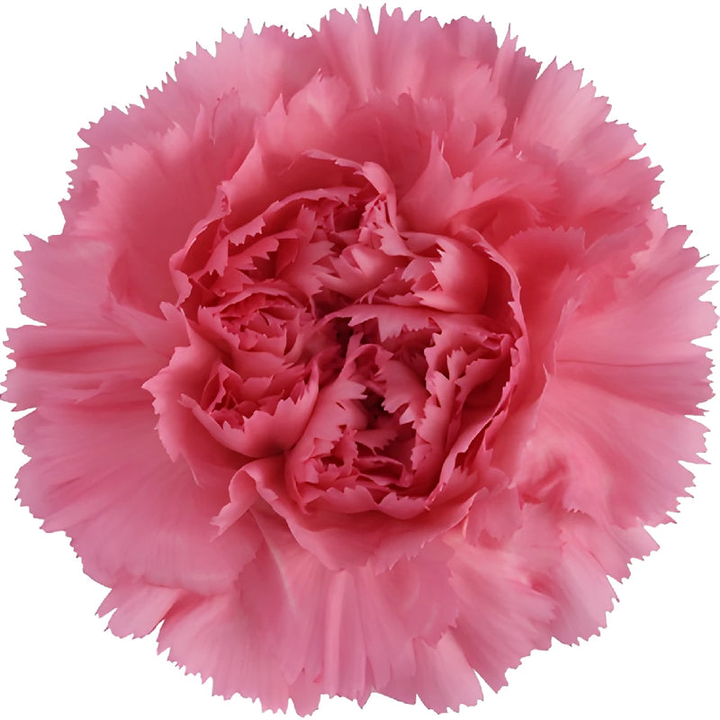 Montezuma Pink Carnation Flower Bloom