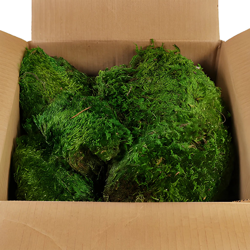 Dried Green Mood Moss