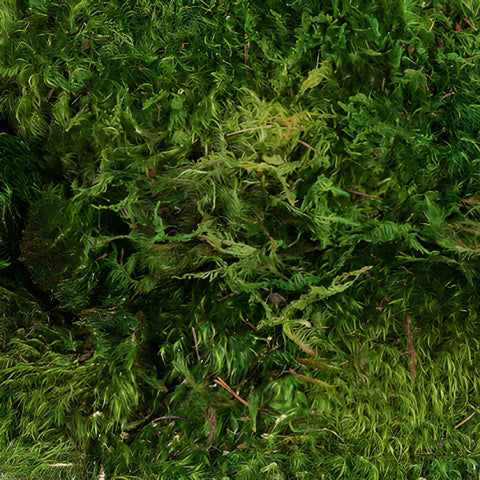 Dried Green Mood Moss