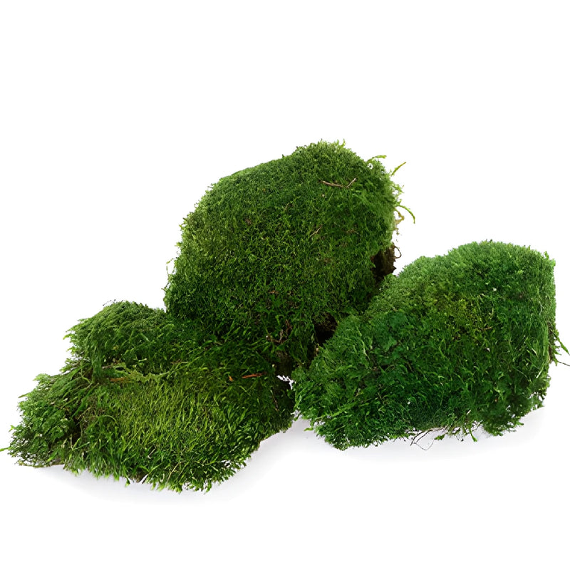 Dried Green Mood Moss