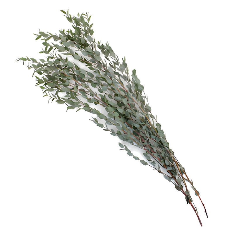 Moon Lagoon Eucalyptus Wholesale Greenery Stems