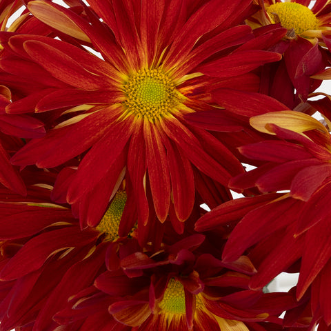 Morgan Fujis Close Up - Image