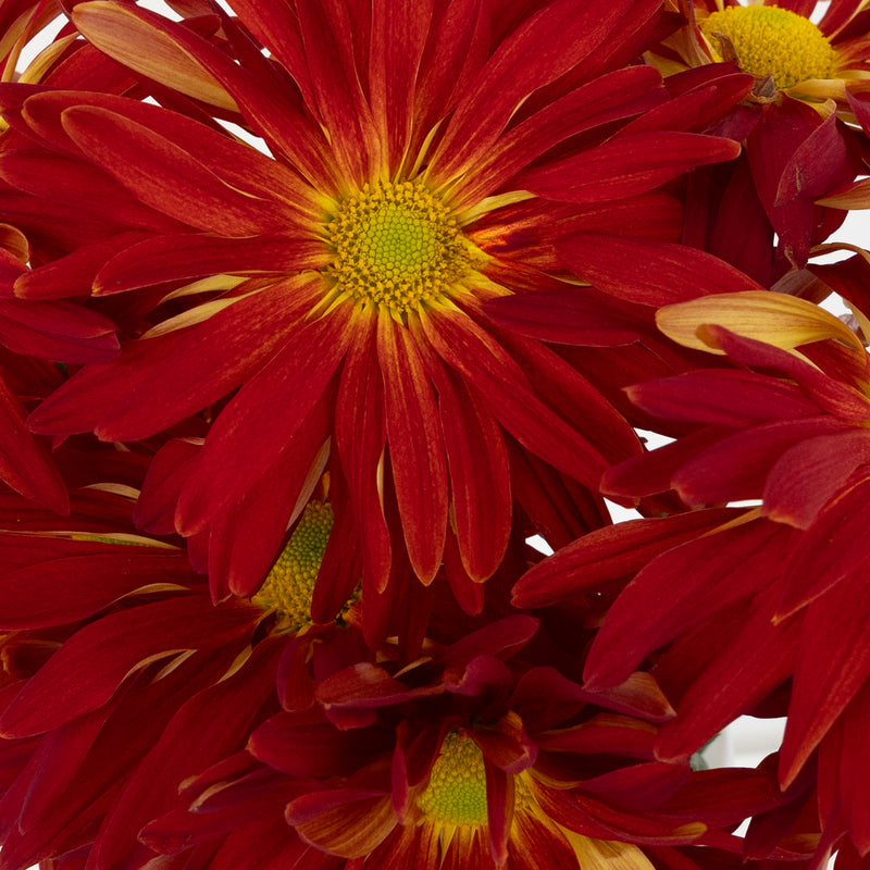 Morgan Fujis Close Up - Image