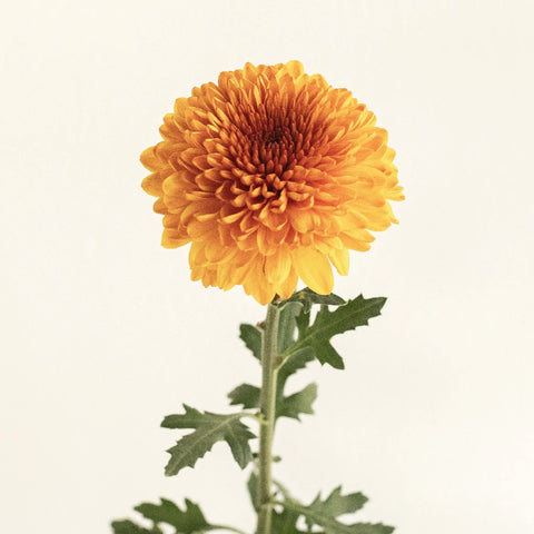 Morning Sunrise Bronze Bahlia Flower Stem - Image