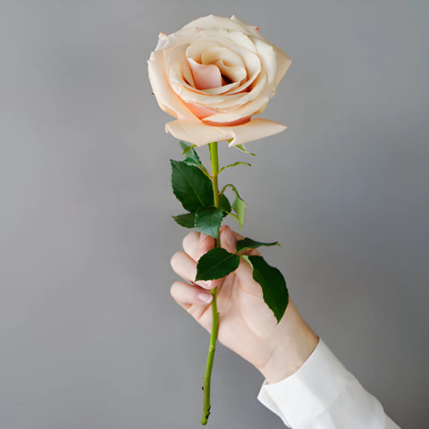 Mother of Pearl Rose