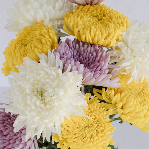 Mothers Day Football Mums Farm Mix Colors Close Up - Image