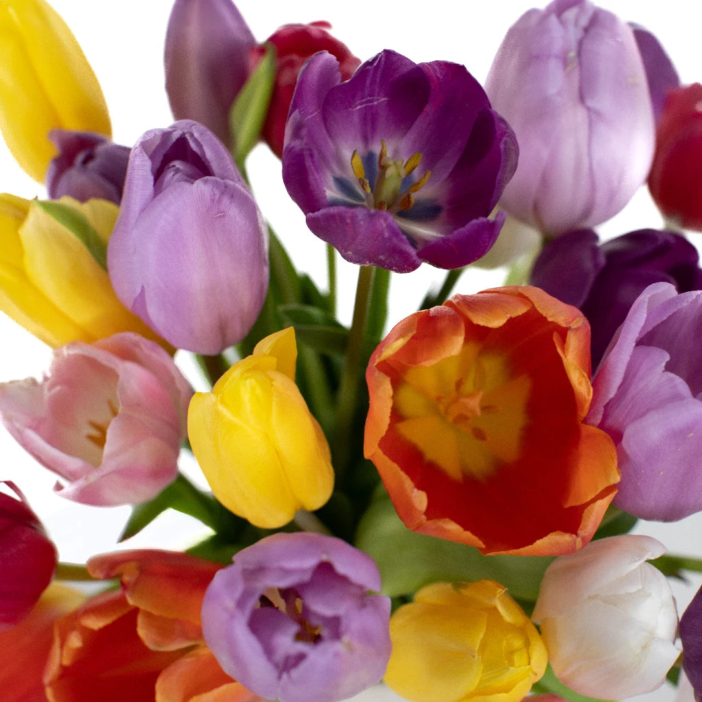 Mothers Day Fresh Cut Bulk Tulip Flowers Choose Your Color
