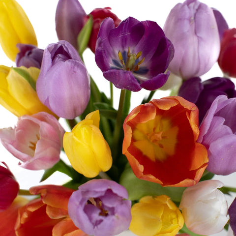 Mothers Day Fresh Cut Bulk Tulip Flowers Choose Your Color Close Up - Image