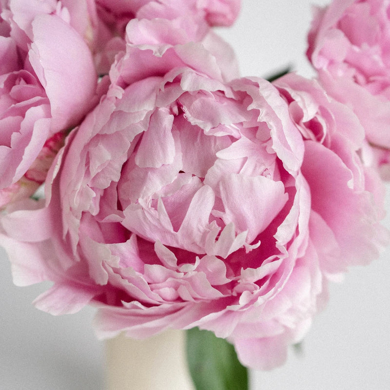 Mother's Day Peonies Pink Close Up - Image