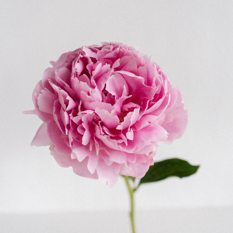 Mother's Day Peonies Pink Stem - Image