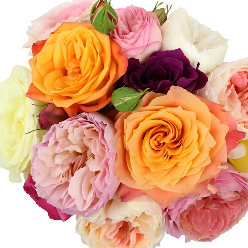 Assorted Colors Wholesale Garden Roses for Mothers Day