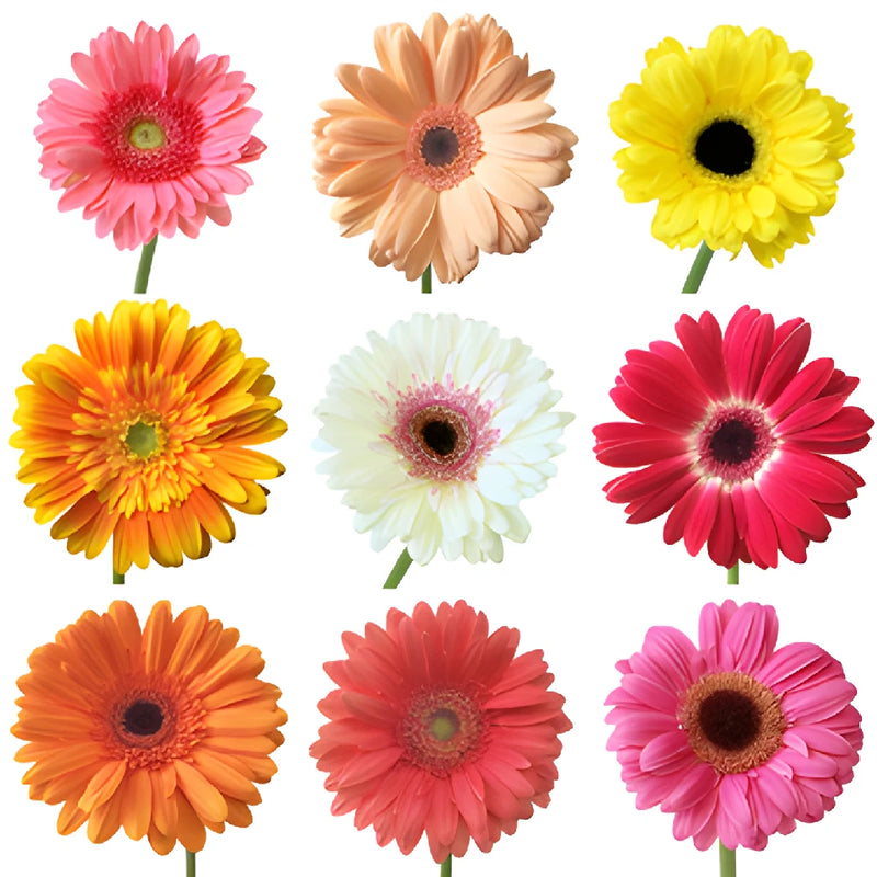 Fresh Cut Gerbera Daisies for Mom