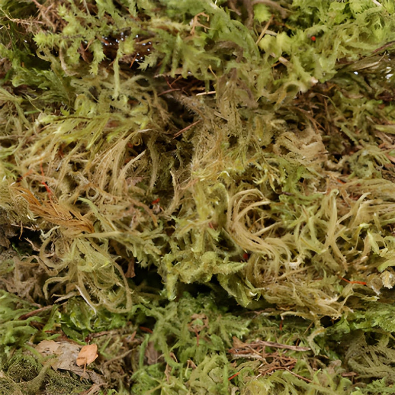 Dried Mountain Moss
