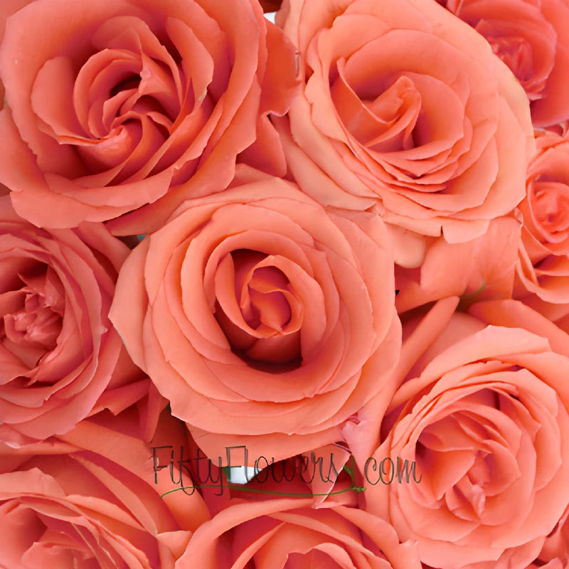 Movie Star Salmon Rose