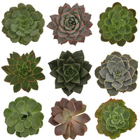 Assorted Color Succulent Pack