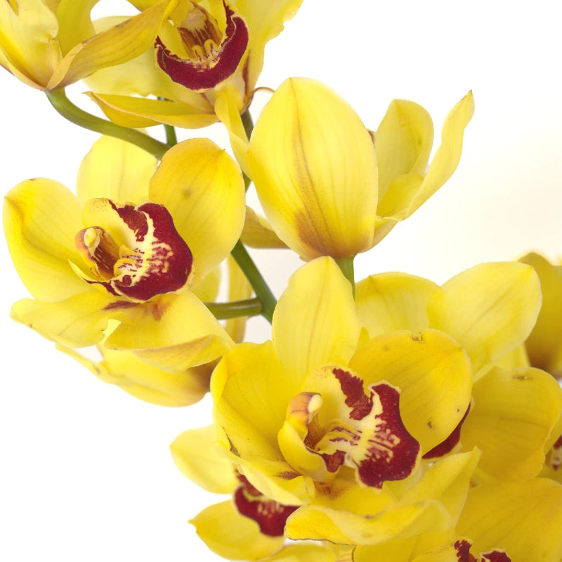 Mustard Cymbidium Orchids Close Up - Image