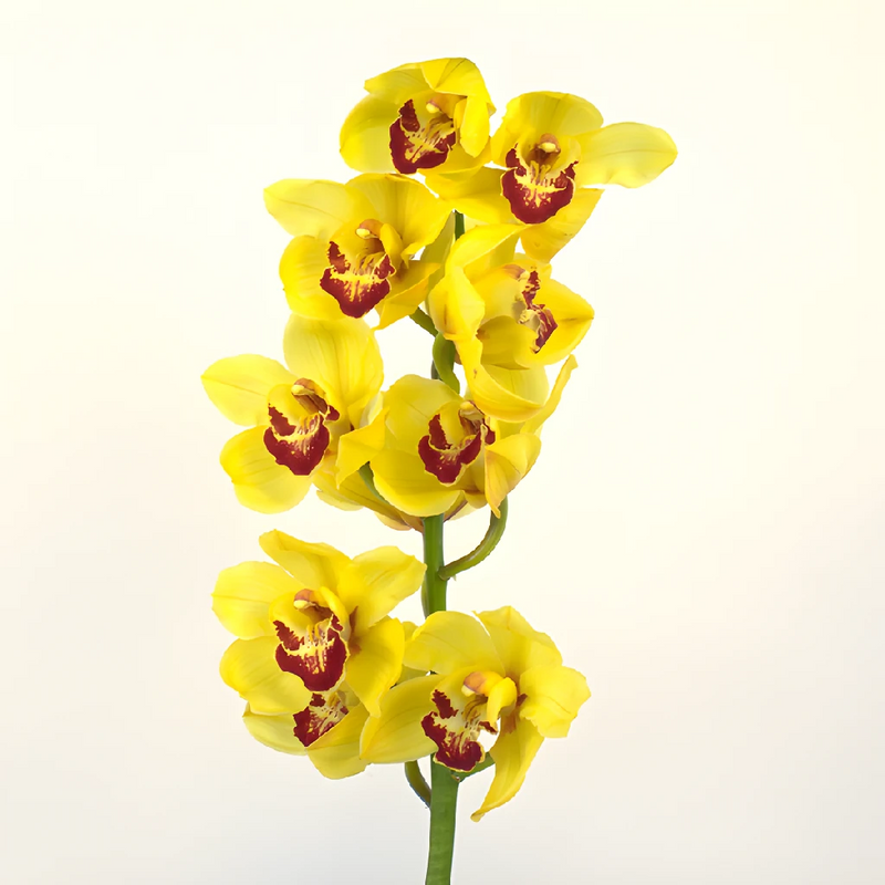 Mustard Cymbidium Orchids Stem - Image