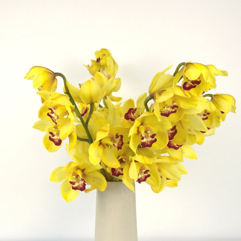 Mustard Cymbidium Orchids Vase - Image