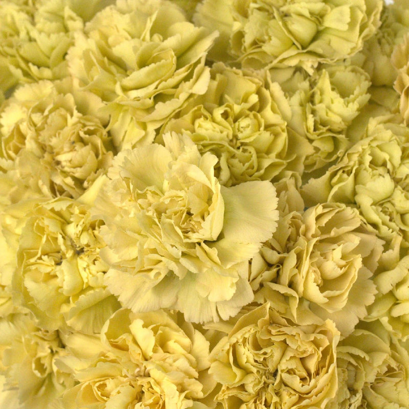 Mustard Close Up - Image