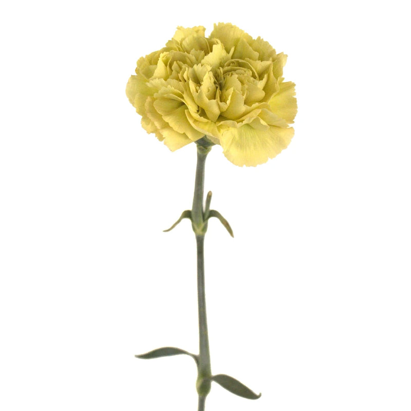 Mustard Stem - Image