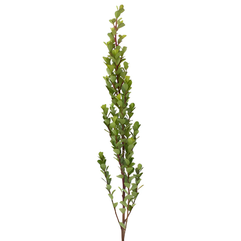 Single stem of fresh cut greens myrsine africana filler flowers