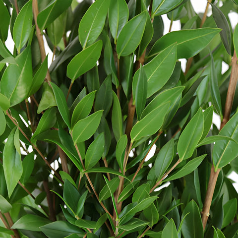 Wedding greenery myrtle filler flowers sold near me