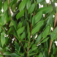 Wedding greenery myrtle filler flowers sold near me