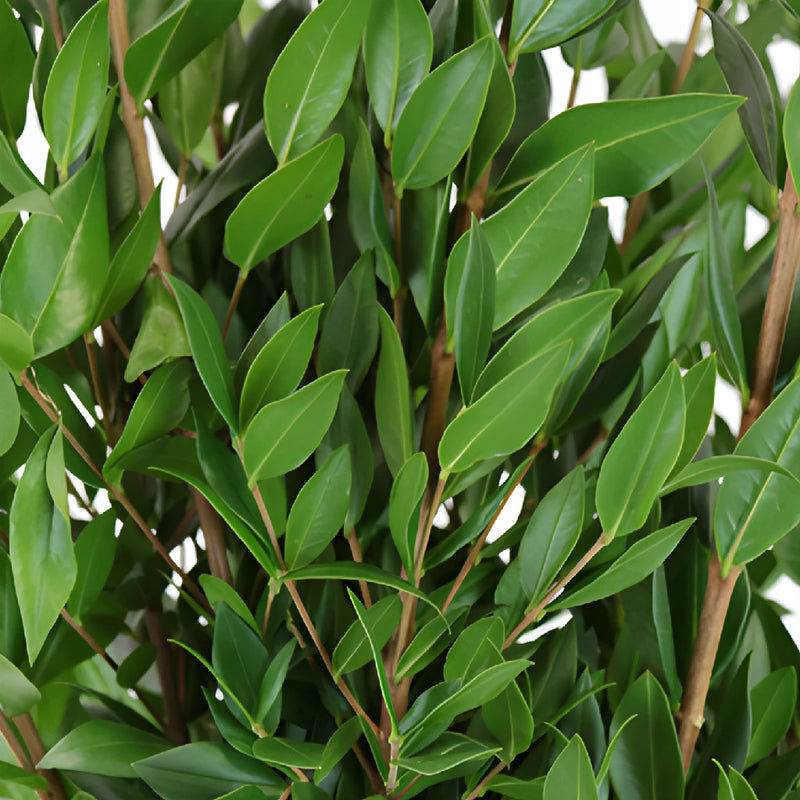 Wedding greenery myrtle filler flowers sold near me