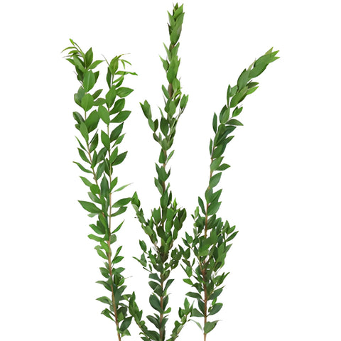 Fresh cut greens myrtle greenery filler flowers sold for delivery