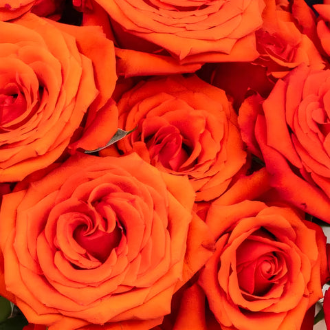 Mysterious Moonlight Orange Roses Close Up - Image