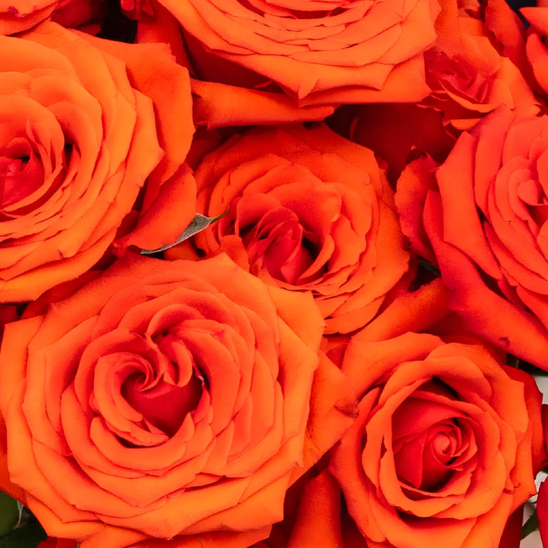 Mysterious Moonlight Orange Roses Close Up - Image