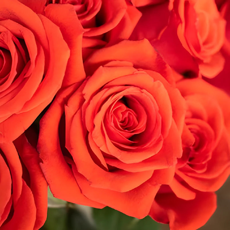 Mysterious Moonlight Orange Roses Close Up - Image