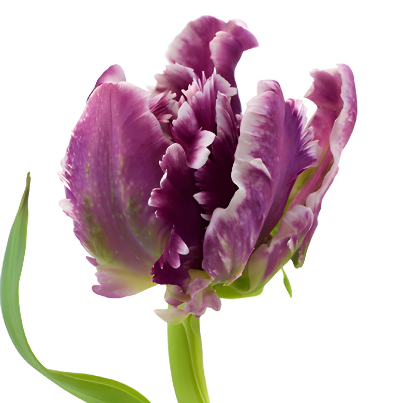 Mysterious Plum Parrot Tulip Wholesale Flower Up close