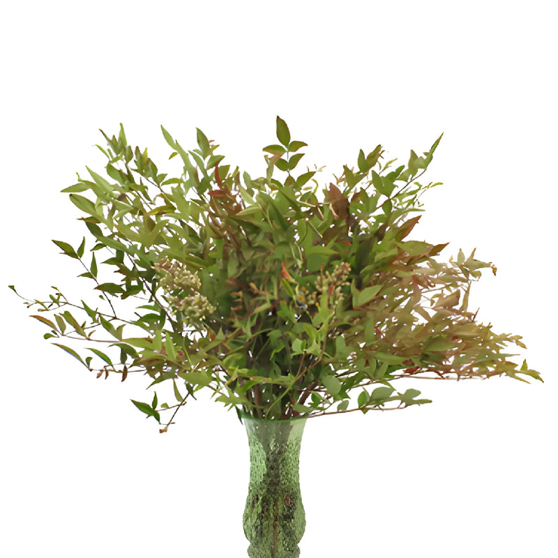 Nandina Fall Fresh Cut Branches with Berries