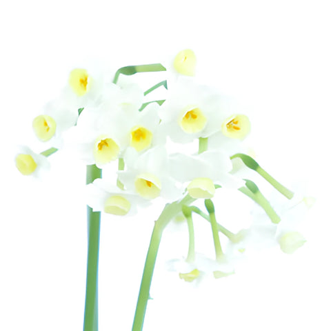 St. Avalanche Narcissus Daffofil Flowers