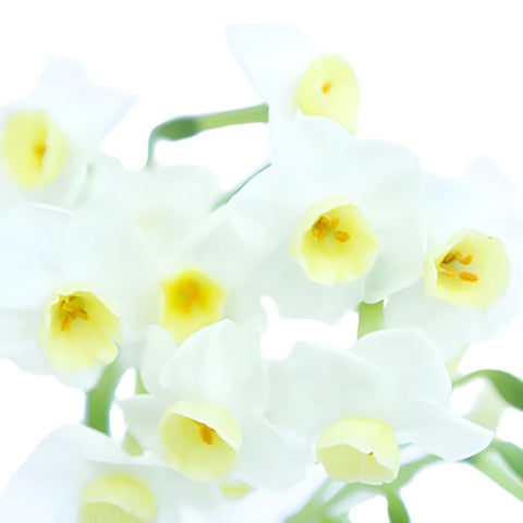 St. Avalanche Narcissus Daffofil Flowers