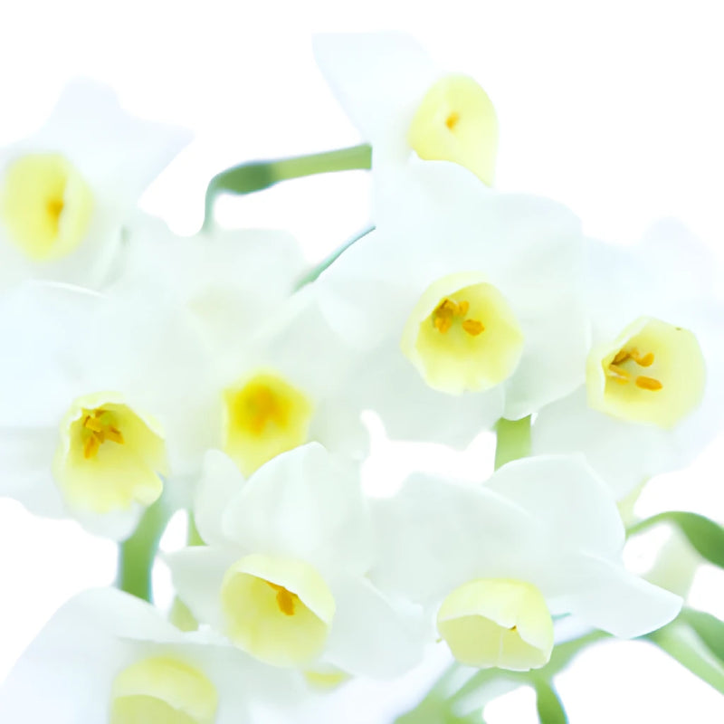 St. Avalanche Narcissus Daffofil Flowers